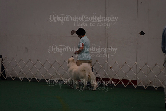 Obedience-2931