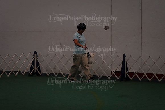 Obedience-2932