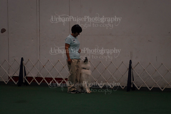 Obedience-2933