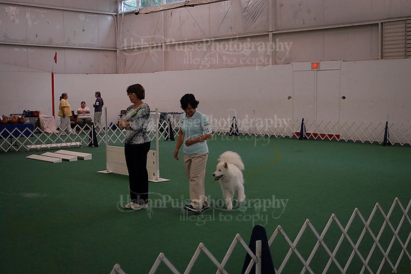 Obedience-2938