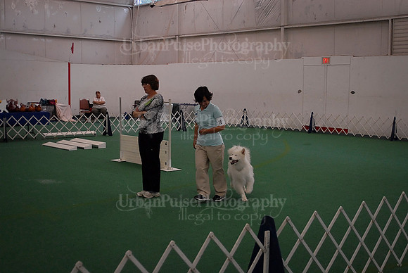 Obedience-2941