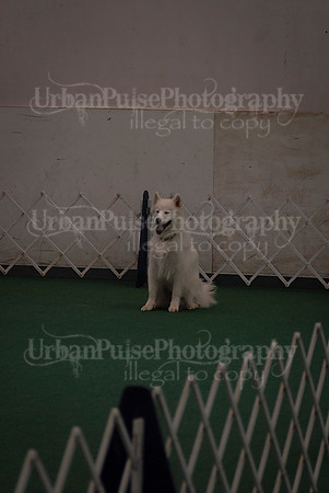Obedience-2942
