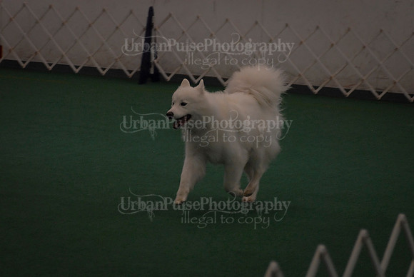 Obedience-2943