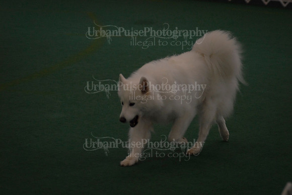 Obedience-2944