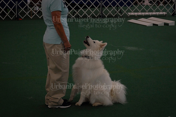 Obedience-2946