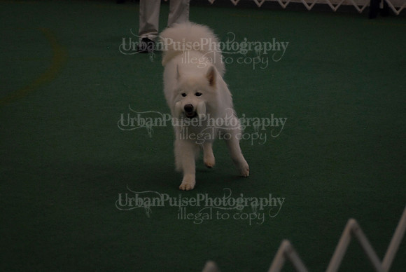 Obedience-2948