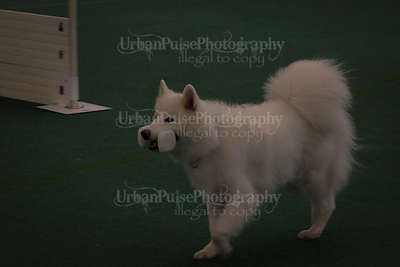 Obedience-2949