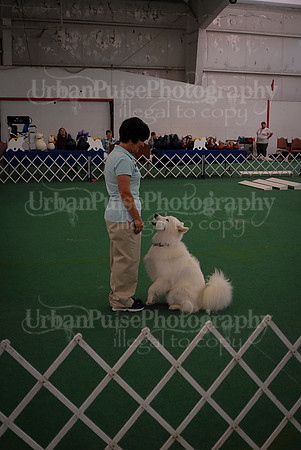 Obedience-2951