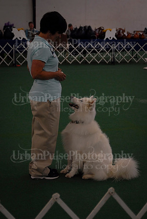 Obedience-2953