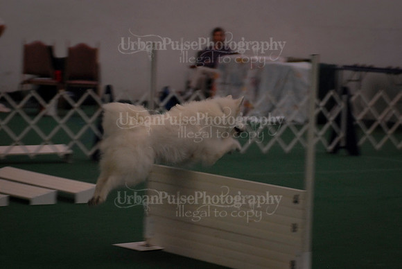 Obedience-2954