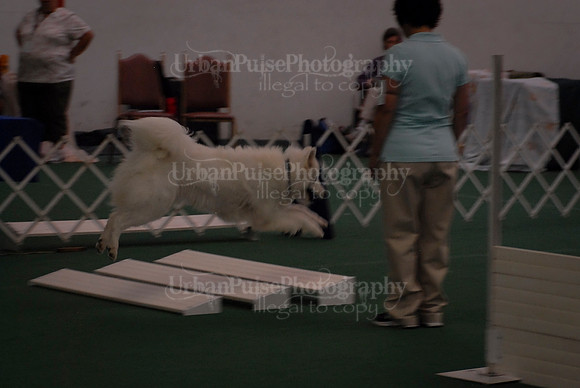Obedience-2955