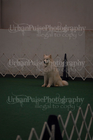 Obedience-2968