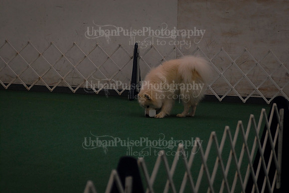 Obedience-2973