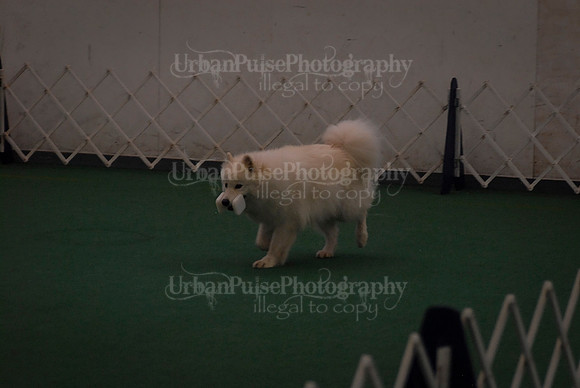 Obedience-2974