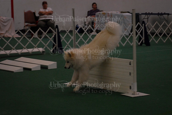 Obedience-2978
