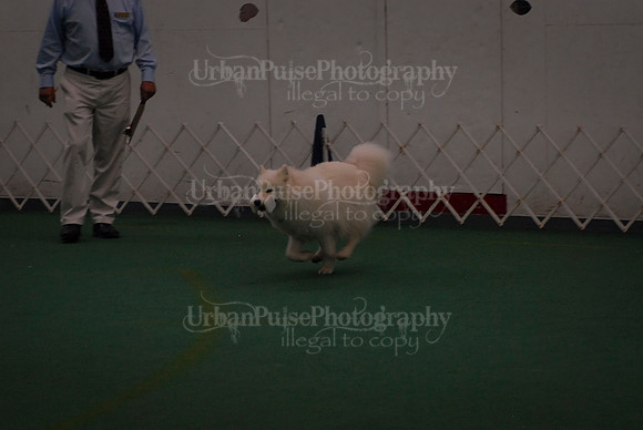 Obedience-2980
