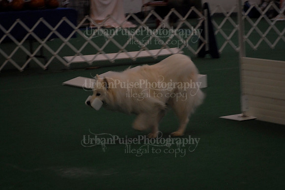 Obedience-2981