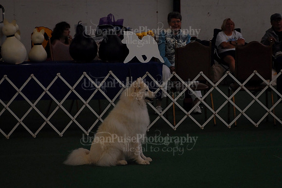 Obedience-2982