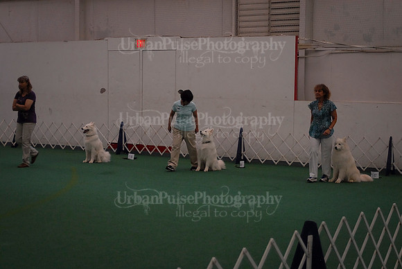 Obedience-2984