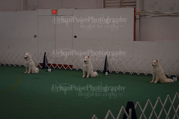 Obedience-2985