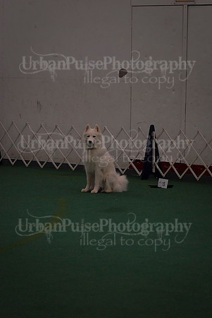 Obedience-2986