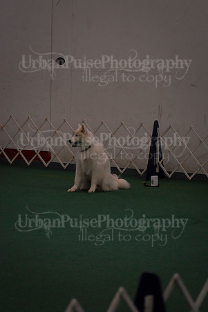 Obedience-2987