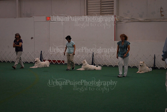 Obedience-2989