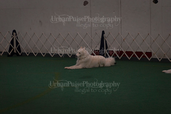 Obedience-2991