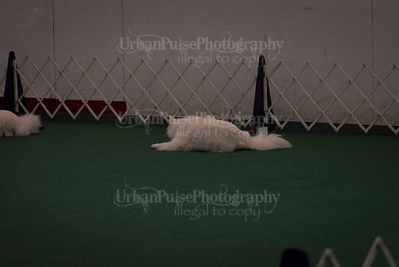 Obedience-2992