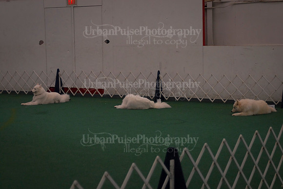 Obedience-2994