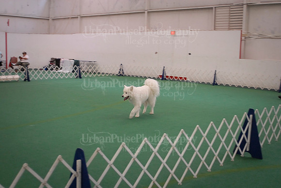 Obedience-2998