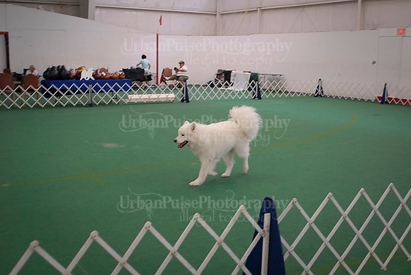 Obedience-2999