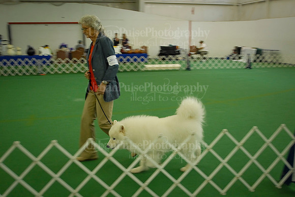 Obedience-3003