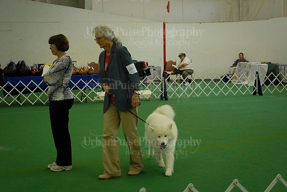 Obedience-3008