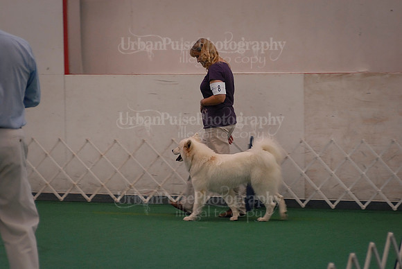 Obedience-3038
