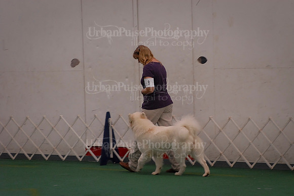 Obedience-3039
