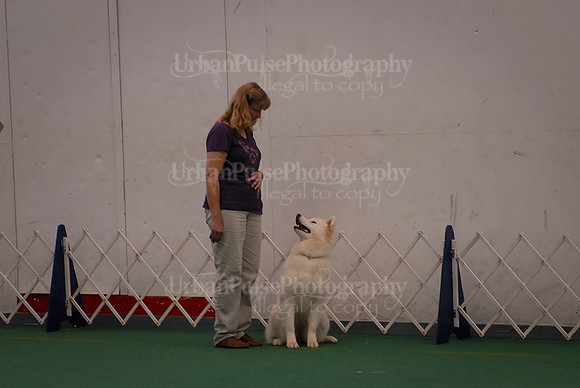 Obedience-3043