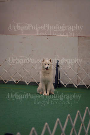 Obedience-3048