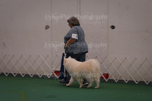 Obedience-3054