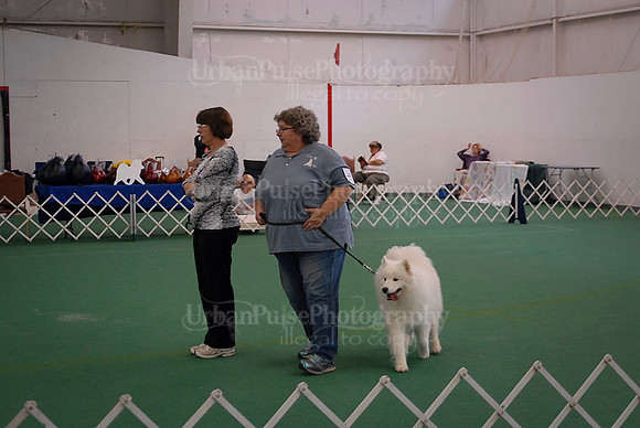 Obedience-3064