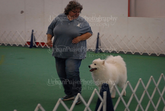 Obedience-3071