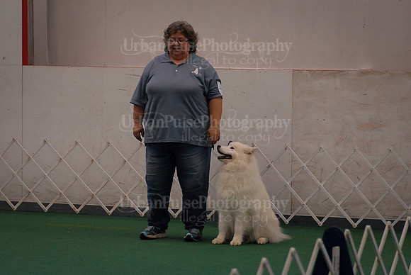 Obedience-3075