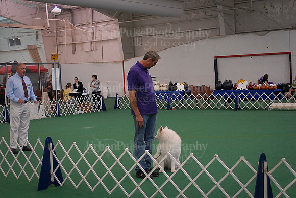 Obedience-3077