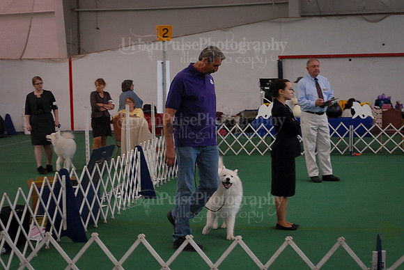 Obedience-3085