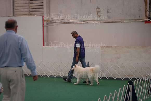 Obedience-3087