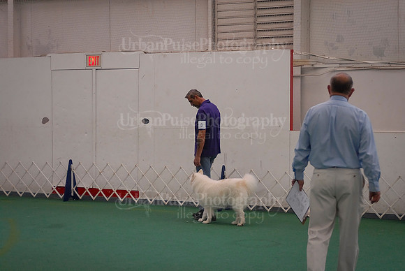 Obedience-3088