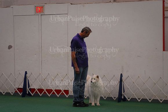 Obedience-3091