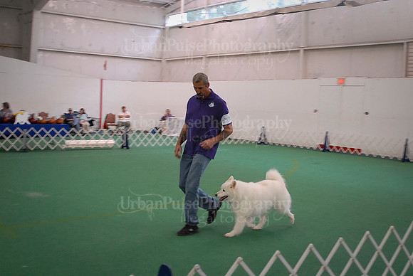 Obedience-3094