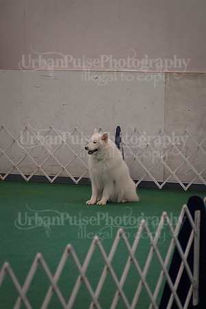 Obedience-3096