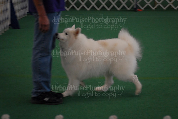 Obedience-3099